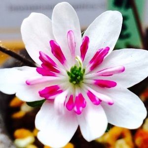 Meet your Posher, Aida